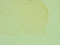 Pilatobius iltisi image