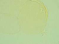 Pilatobius iltisi image