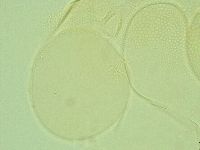 Pilatobius iltisi image