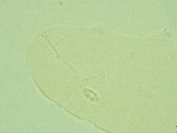 Pilatobius iltisi image