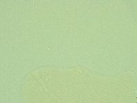 Pilatobius iltisi image