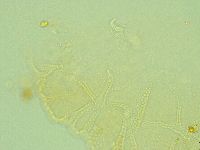 Pilatobius iltisi image