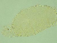 Pilatobius iltisi image