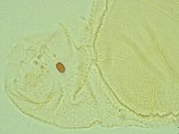 Pilatobius iltisi image