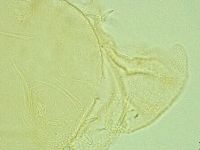 Pilatobius iltisi image