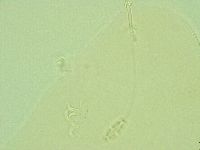Pilatobius iltisi image