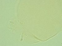 Pilatobius iltisi image