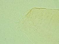 Pilatobius iltisi image