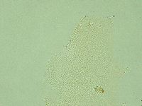 Pilatobius iltisi image