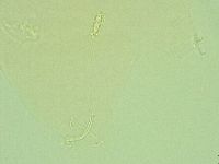 Pilatobius iltisi image