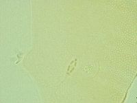 Pilatobius iltisi image