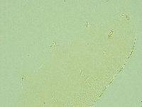 Pilatobius iltisi image