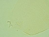 Pilatobius iltisi image