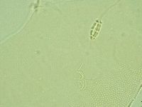Pilatobius iltisi image
