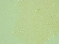 Pilatobius iltisi image