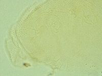 Pilatobius iltisi image