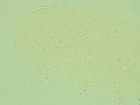 Pilatobius iltisi image
