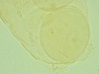 Pilatobius iltisi image