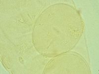 Pilatobius iltisi image
