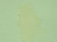 Pilatobius iltisi image