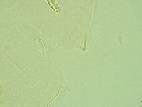 Pilatobius iltisi image