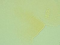 Pilatobius iltisi image