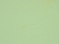 Pilatobius iltisi image