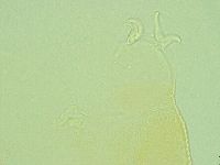 Pilatobius iltisi image