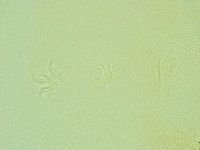 Pilatobius iltisi image
