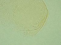 Pilatobius iltisi image