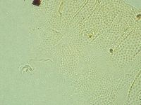 Pilatobius iltisi image