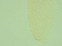 Pilatobius iltisi image