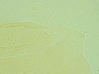 Pilatobius iltisi image