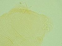 Pilatobius iltisi image
