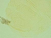 Pilatobius iltisi image
