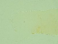 Pilatobius iltisi image