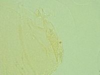 Pilatobius iltisi image