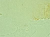 Pilatobius iltisi image