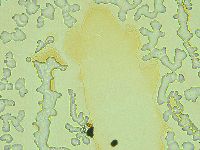 Media resource of Isohypsibius nodosus