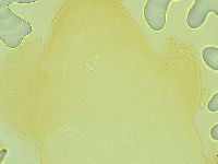 Isohypsibius nodosus image