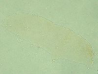 Pilatobius iltisi image