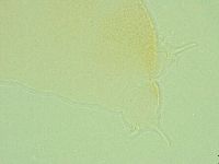 Pilatobius iltisi image