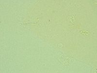 Pilatobius iltisi image