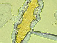 Pilatobius iltisi image