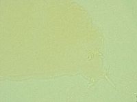 Pilatobius iltisi image