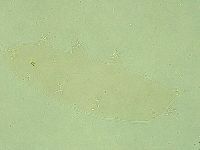 Pilatobius iltisi image