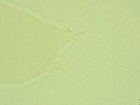 Pilatobius iltisi image