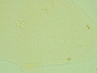 Pilatobius iltisi image