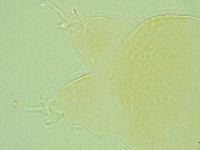 Pilatobius iltisi image
