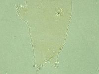 Pilatobius iltisi image